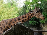 IMG 2324  La girafe