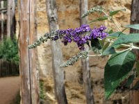 IMG 2334  l'herbe à papillons