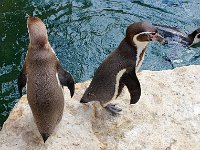 IMG 2341  petite race