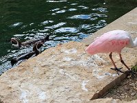 IMG 2342  alors tu viens jouer