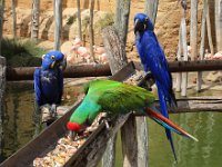 IMG 2347  Les perroquets sont connus pour être très sociables et affectueux, ce qui fait d’eux des compagnons extrêmement appréciés par l’homme. En bleu :’Ara Hyacinte.Les Aras sont une espèce de perroquet très connue, voir même la plus connue. Originaires des régions tropicales d’Amérique ces perroquets ont des couleurs magnifiques.  En majorité un bleu soutenu, avec tout de même des touches de couleurs par parcimonie. Notamment sur le contour des yeux, mais aussi vers la bouche on retrouve des touches de jaune.