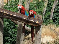 IMG 2348  Cependant le ara n'a pas d'odorat. S'il y a danger, il crie pour avertir les autres. Il n'a pas à craindre les prédateurs, étant donné qu'il se tient dans les branches hautes des arbres. Mais si il descend dans les basses branches, les félins pourraient lui faire un mauvais parti!