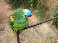 IMG 2356  Amazone bleu