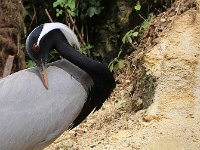 IMG 2362  grue cendrée