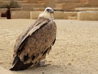 IMG 2367  ah le vautour