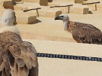 IMG 2371  oiseau très esthétique