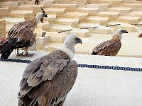 IMG 2372  c'est bientôt la curée