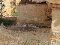 IMG 2382  la panthère des neiges