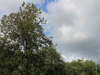 IMG 6816  en vrac dans les arbres.