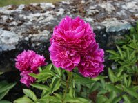 IMG 8253  Je vous laisse chercher.