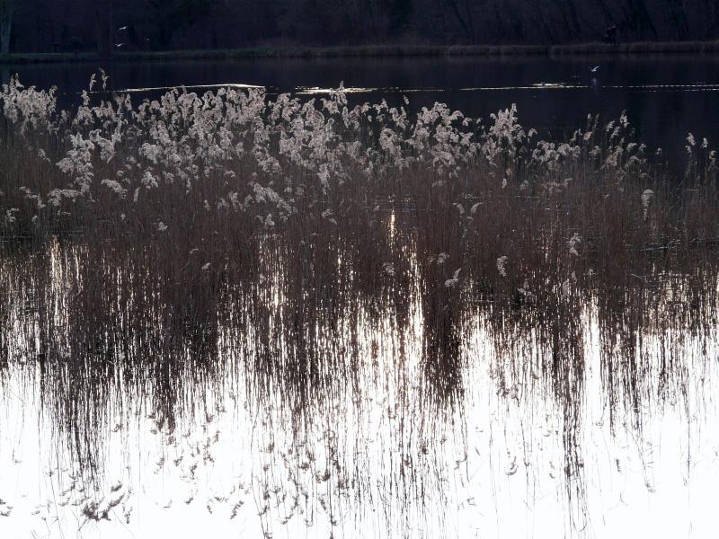 1.JPG - Le roseau pense. Comme les framboises...Voilà la fin de l'été , brrrr, je suis gelé.Un silence qui gène ...les prier de se réveiller......J'étais ailleurs.....A Compiègnes. Décembre 2007. Il y a les fleurs sans couleurs .