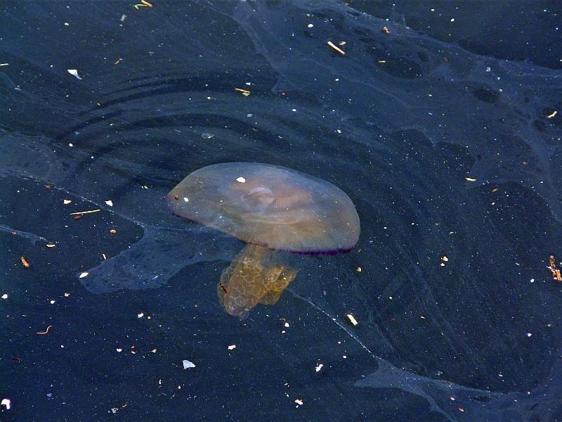 3.JPG - Des morceaux  de civilisation, à l'image de cette corolle acqueuse, créent la transparence .  Féerie poussiéreuse  .il vous fait peur ce masque mou..... Monaco au printemps.