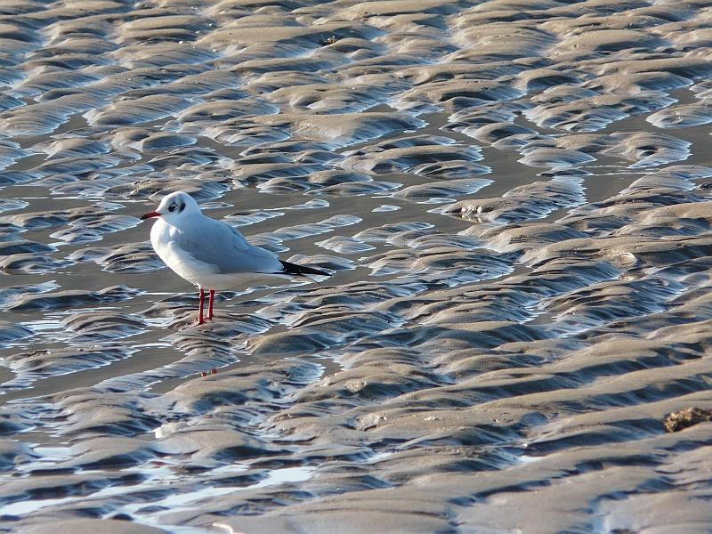 8.JPG - Mouettes & gels en descendant l'hiver.. 2008.