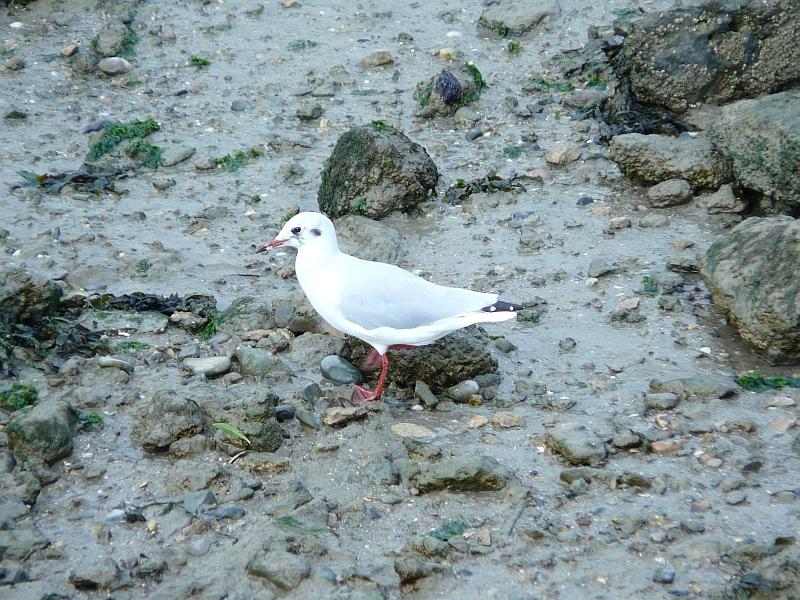P1050124.JPG - Mouette.