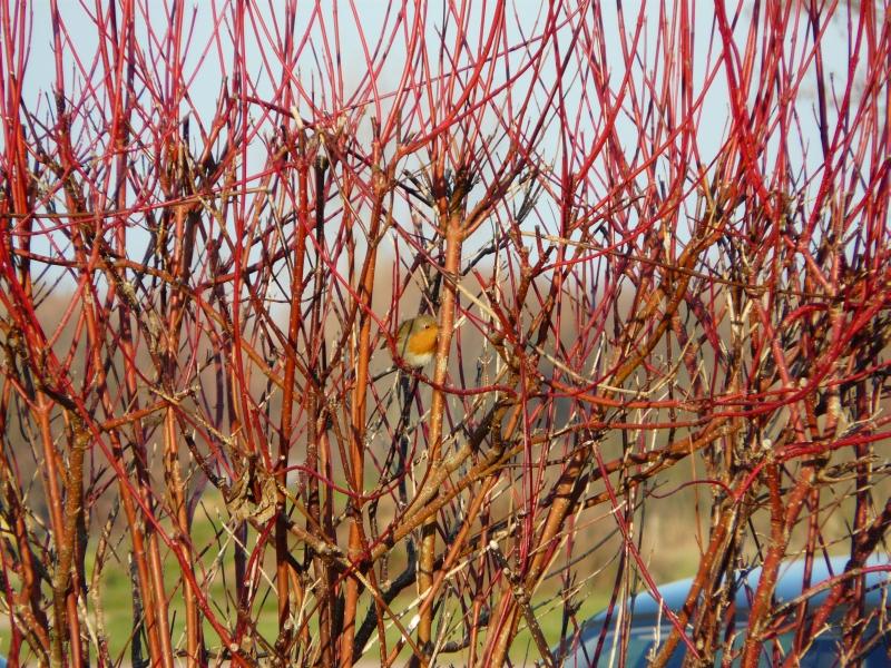 1.jpg - Bonjour. Je suis le rouge-gorge et à mon aise dans ce buisson rosé, pour vous présenter nos meilleurs voeux pour la Nouvelle Année. Je vous emmène en Basse-Normandie. Ce Noël a été beau et froid : Hi, Hi, Hi.