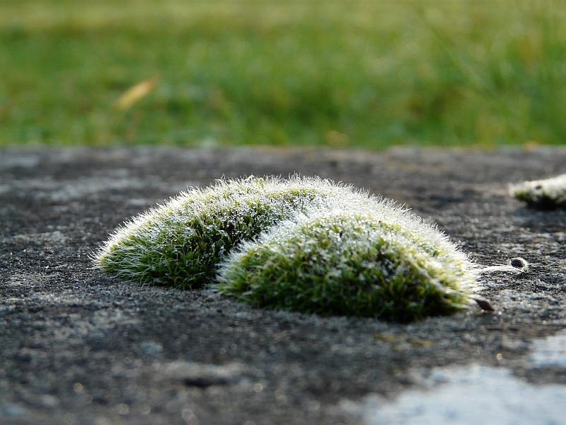 10.jpg - Un hérisson moussu se promène sur un muret.