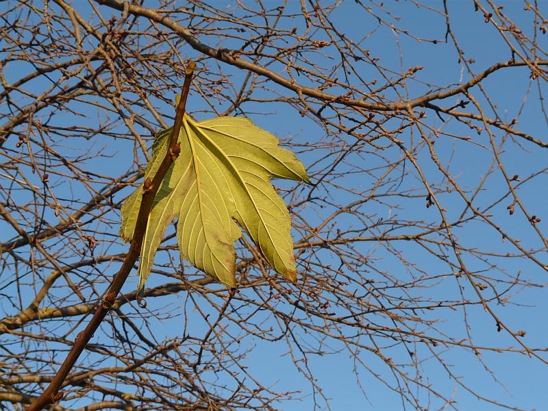15.jpg - Il reste une feuille sur la branche.