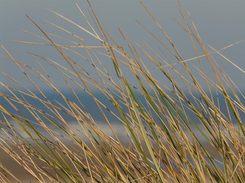 18.jpg - Dans le vent d'est à peine plus tiède que le vent du nord.Ici, les herbes poussent couchées.