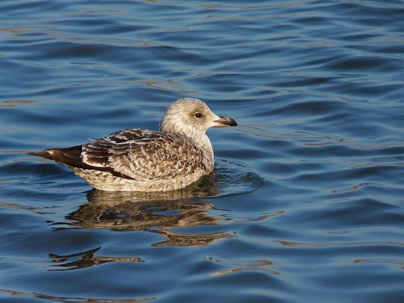 20.jpg - Le goeland.