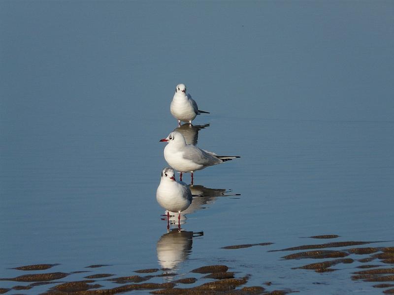 21.jpg - Les trois mouettes.
